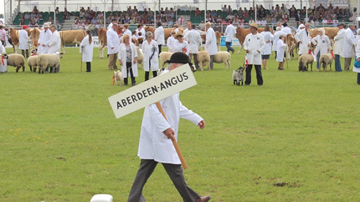 A man carrying a sign reading 'Aberdeen Angus' in front of a sheep-shearing competition.