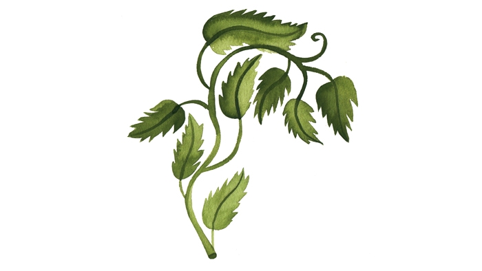 An illustration of a vine.