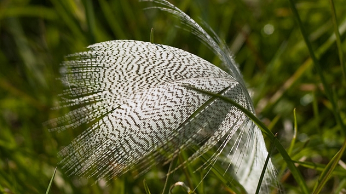 A duck feather caught in some grass.