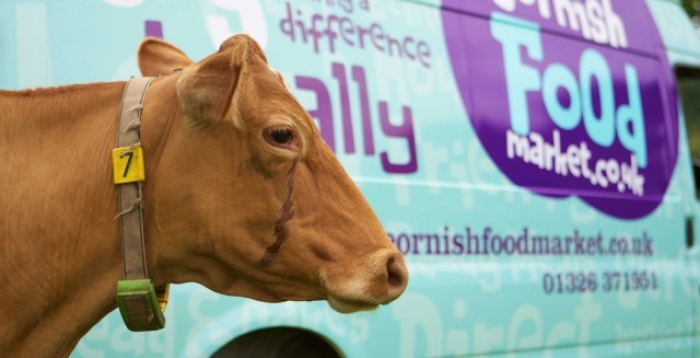 A cow beside a van.