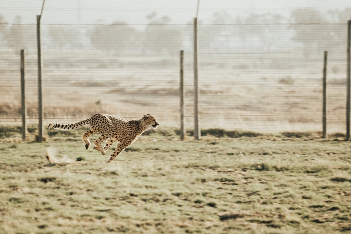 Cheetah running in South Africa